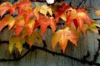 Foto 9: Herbst