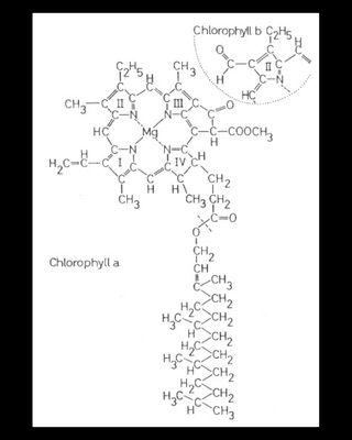 Chlorophylle