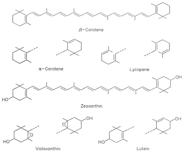 Carotinoide