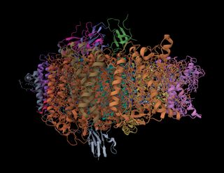 Structure of Photosystem I with bound Plactocyanin