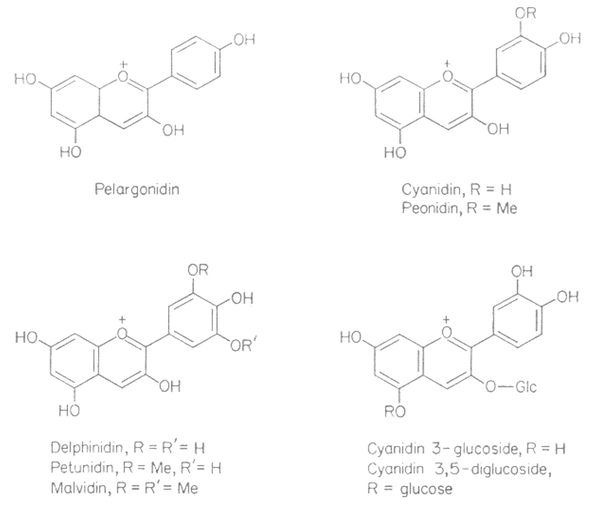 Anthocyane