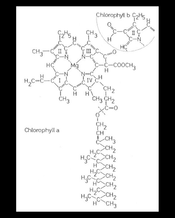 Chlorophylle